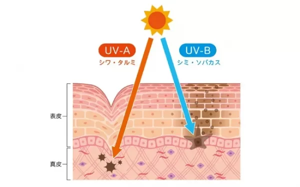 素材　紫外線　肌ダメージ